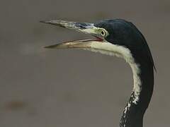 Black-headed Heron