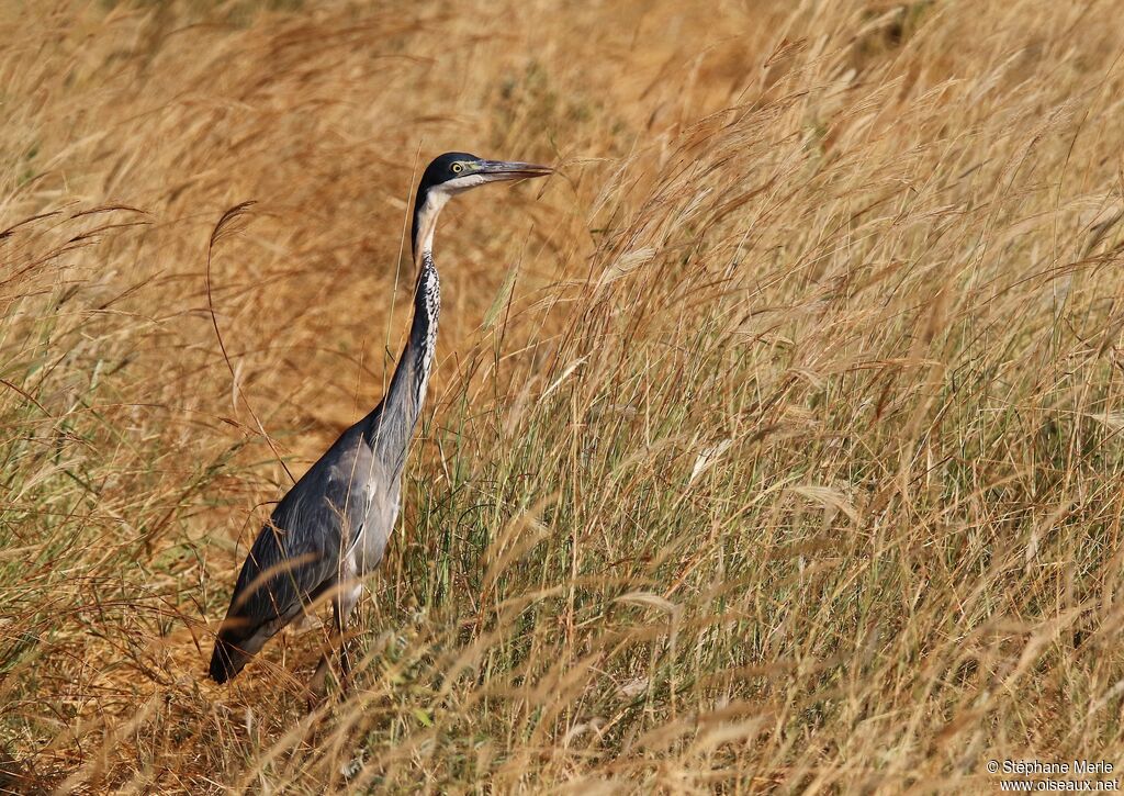 Black-headed Heronadult