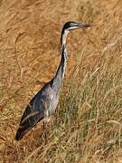 Black-headed Heron