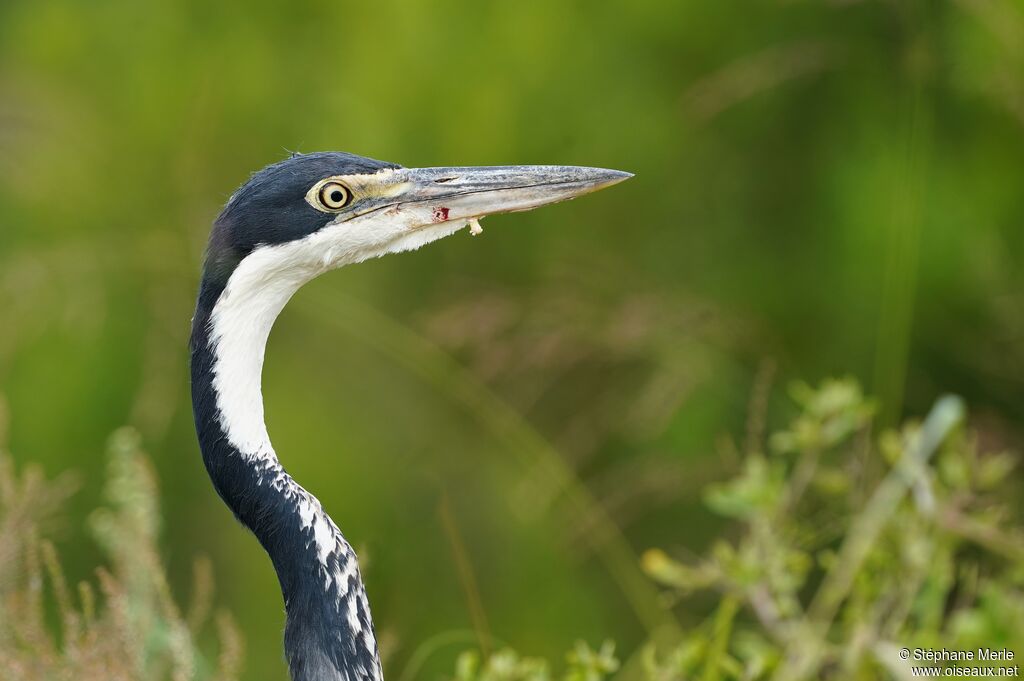 Black-headed Heronadult