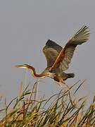 Purple Heron