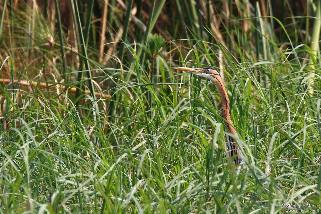 Purple Heronadult