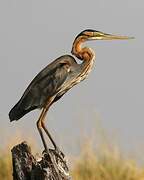 Purple Heron