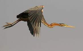 Purple Heron