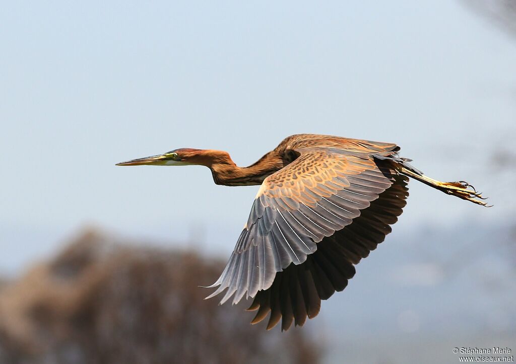 Purple Heron