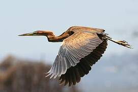 Purple Heron