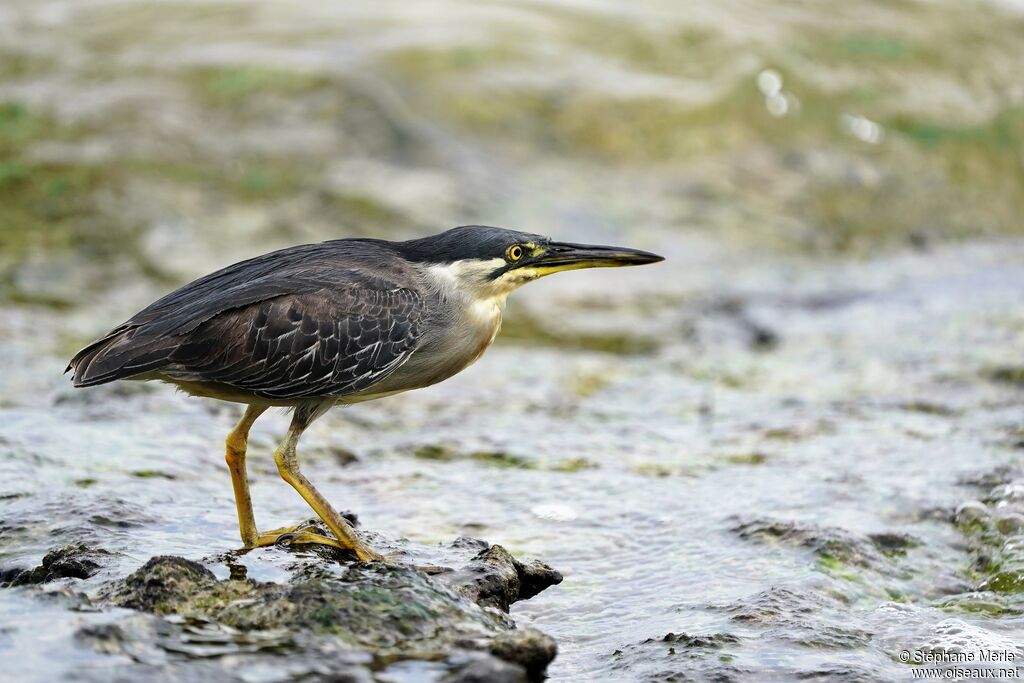 Striated Heronadult