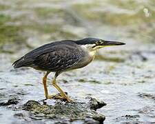 Striated Heron