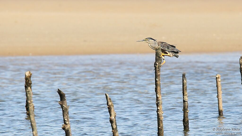 Striated Heron