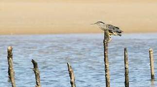 Striated Heron