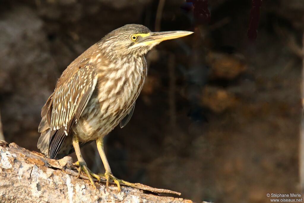 Héron striéimmature