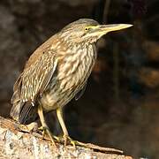 Striated Heron