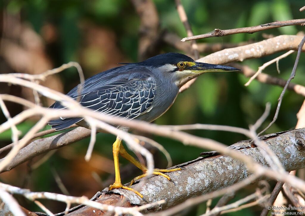 Striated Heronadult