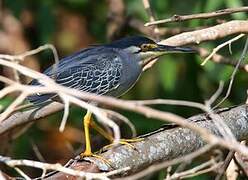 Striated Heron