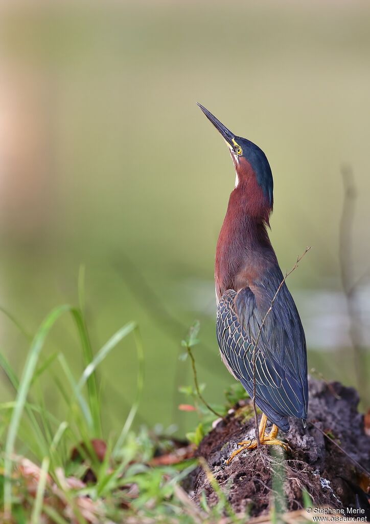 Green Heronadult