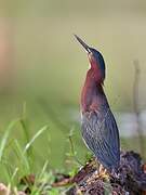 Green Heron