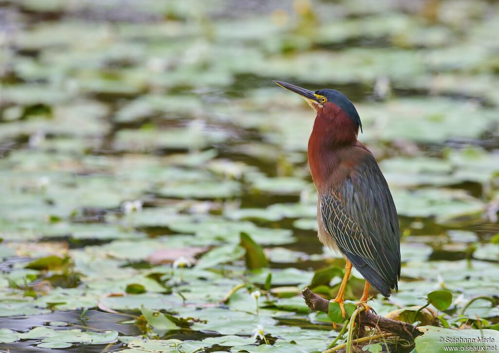 Green Heron