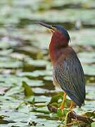 Green Heron