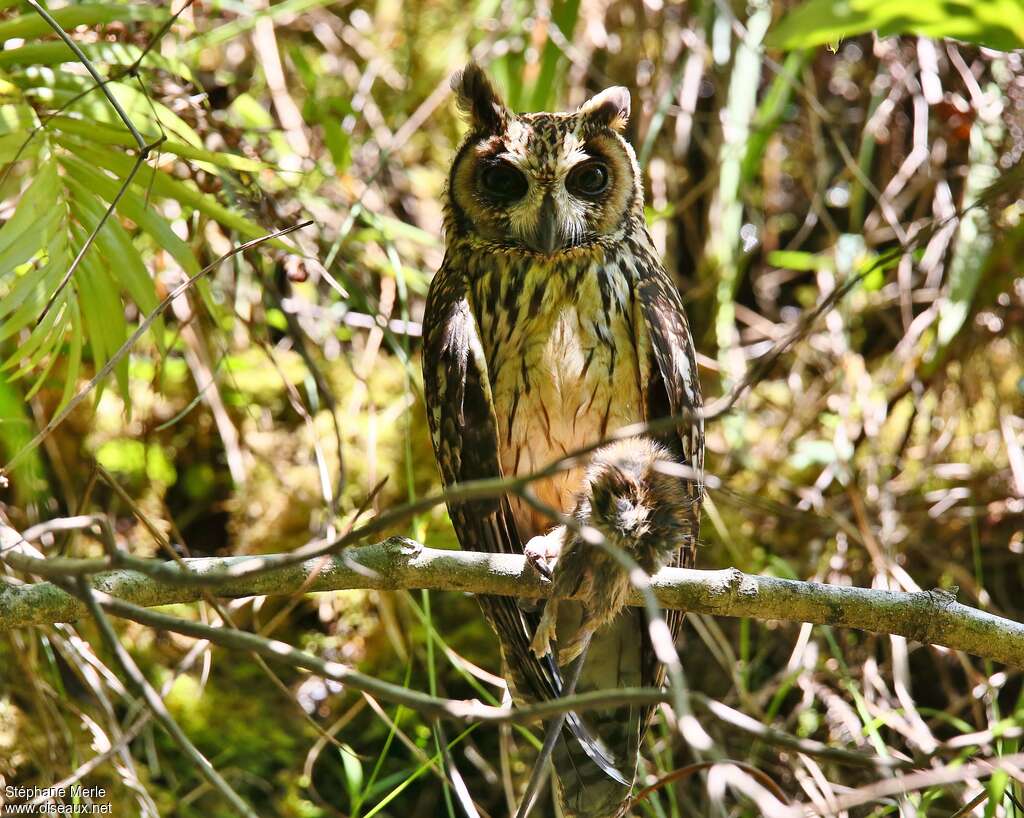 Madagascan Owladult, identification