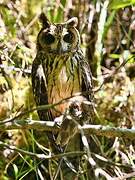 Madagascar Owl