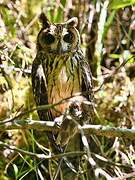 Hibou malgache