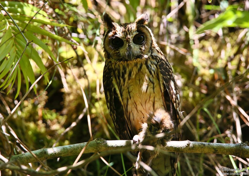 Madagascan Owladult