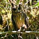Hibou malgache
