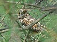 Hibou moyen-duc