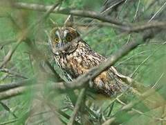Long-eared Owl