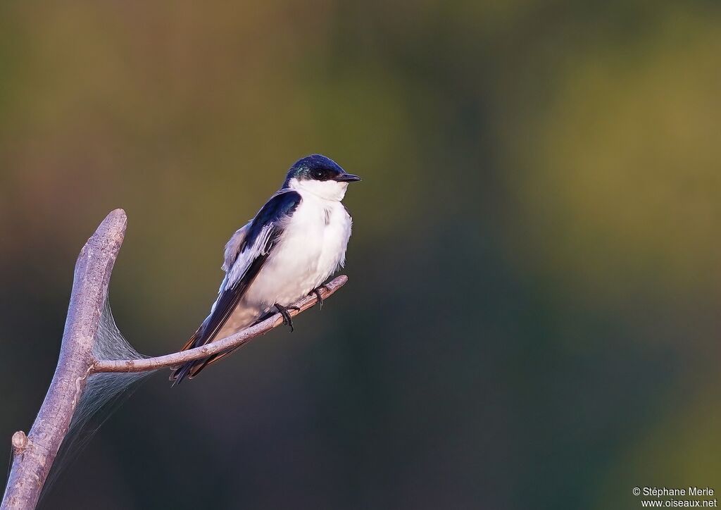 Hirondelle à ailes blanches