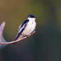 Hirondelle à ailes blanches