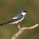 Hirondelle à ailes blanches