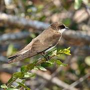 Banded Martin