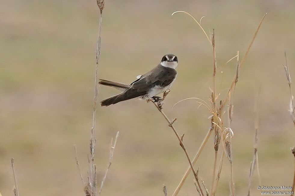 Hirondelle à collier