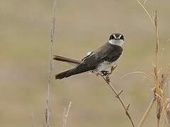 Banded Martin