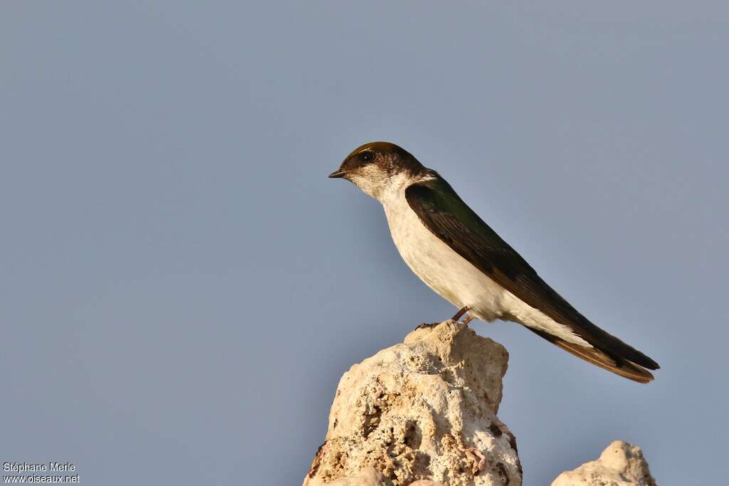 Hirondelle à face blanche