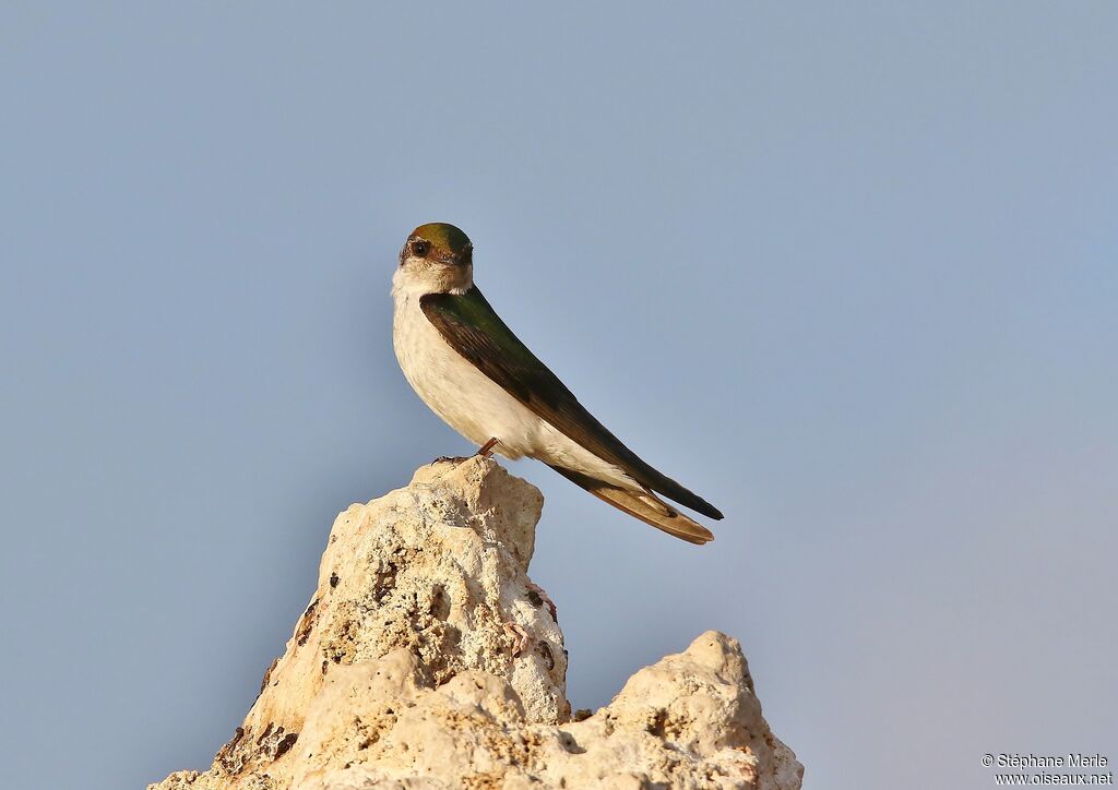 Hirondelle à face blanche