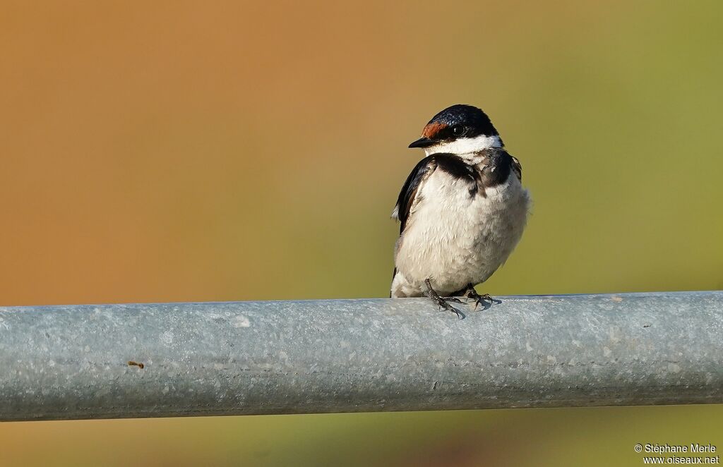 Hirondelle à gorge blancheadulte