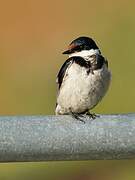 White-throated Swallow