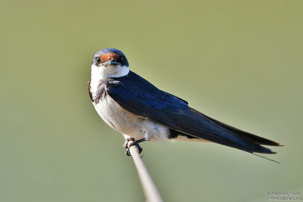 Hirondelle à gorge blancheadulte