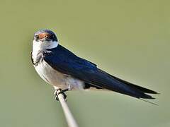 White-throated Swallow