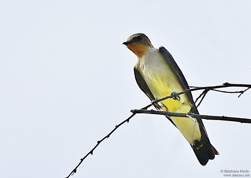 Hirondelle à gorge rousseadulte