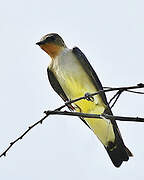 Southern Rough-winged Swallow