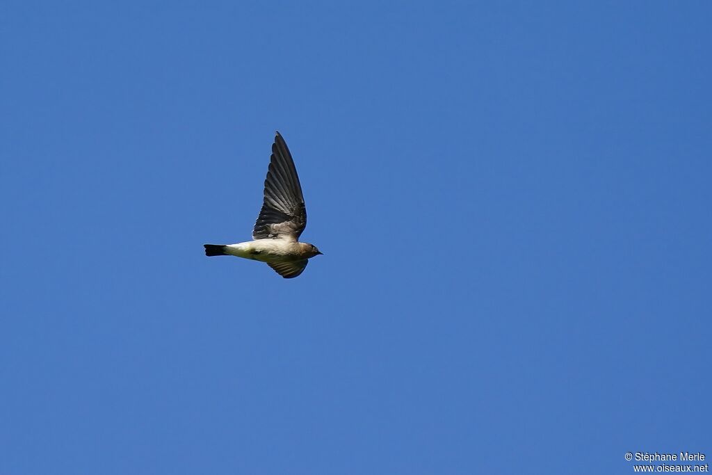 Hirondelle à gorge rousseadulte