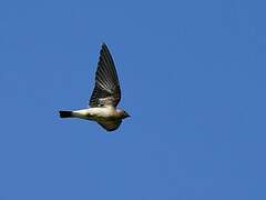 Southern Rough-winged Swallow