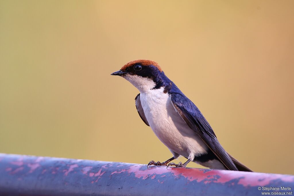 Hirondelle à longs brinsadulte