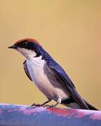 Wire-tailed Swallow