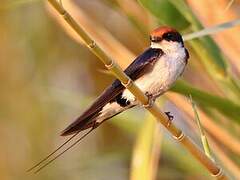 Wire-tailed Swallow