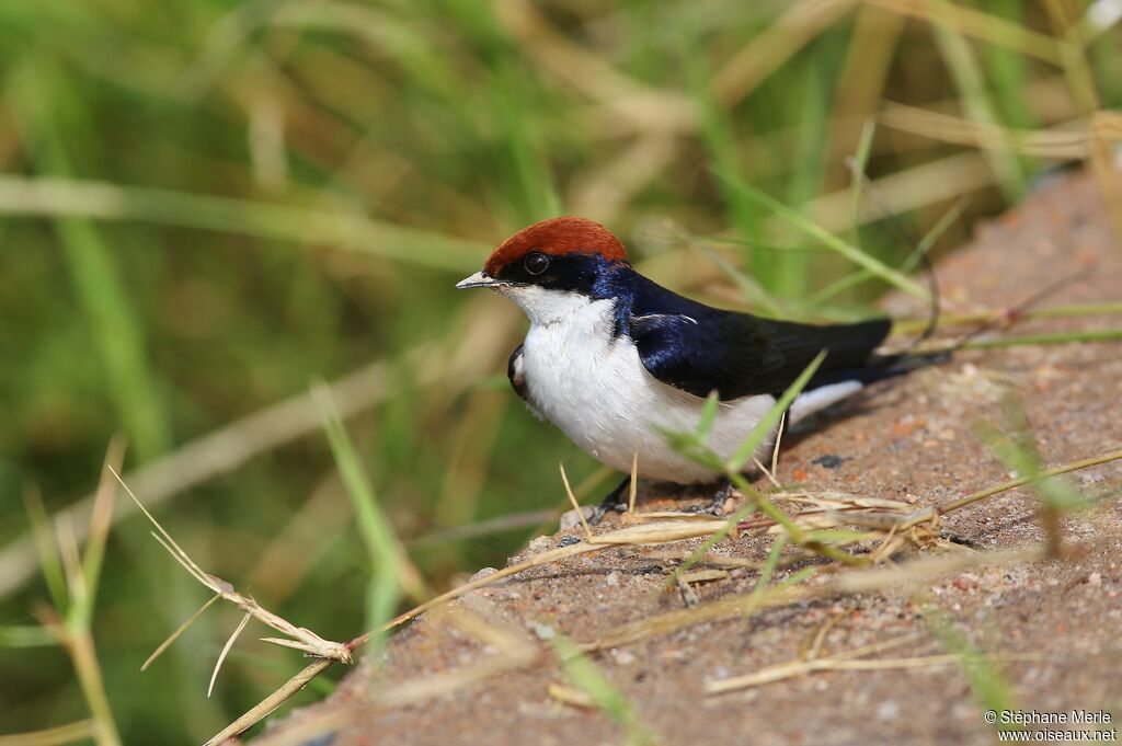 Wire-tailed Swallowadult