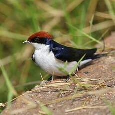 Hirondelle à longs brins